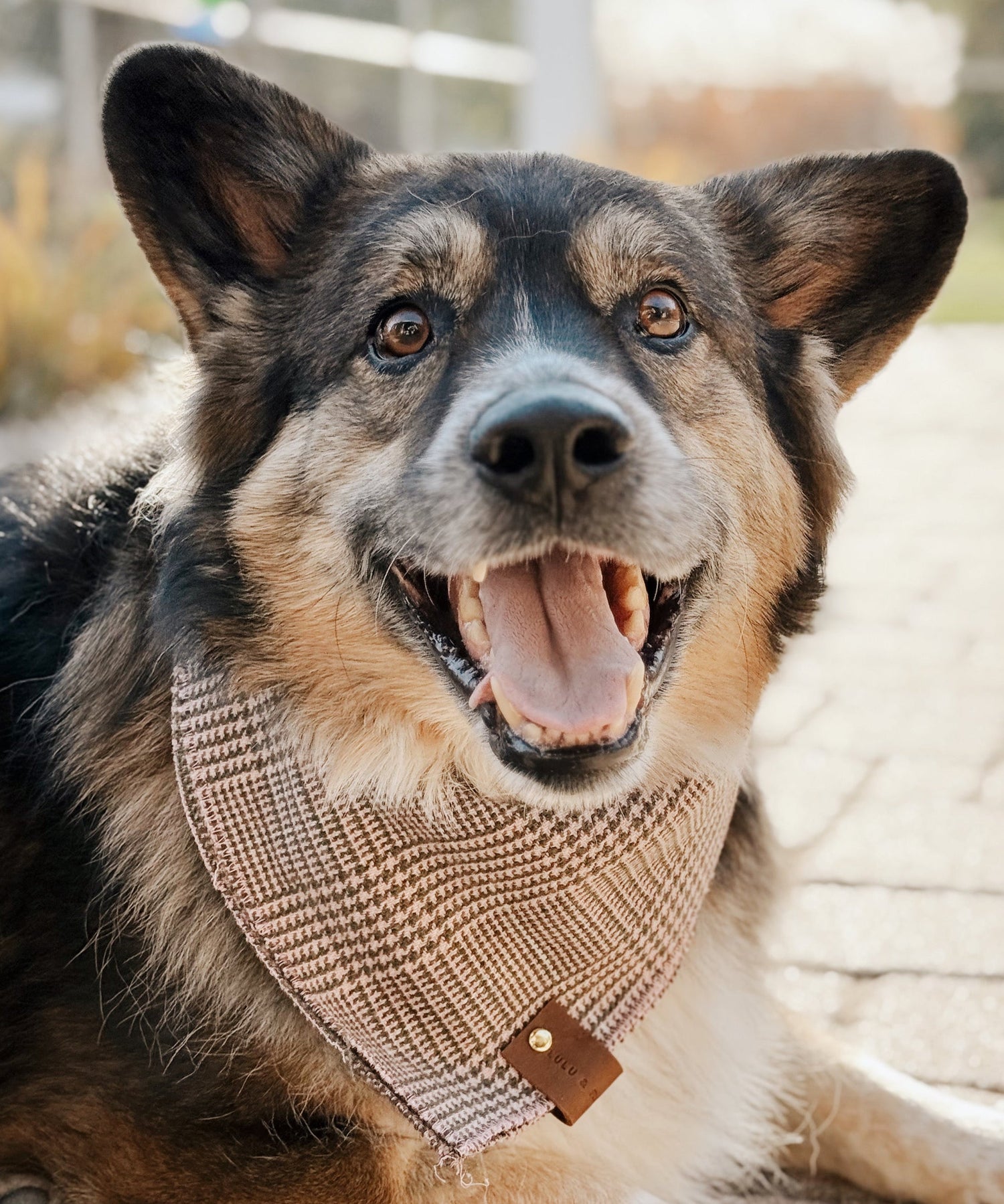 Dog Bandanas