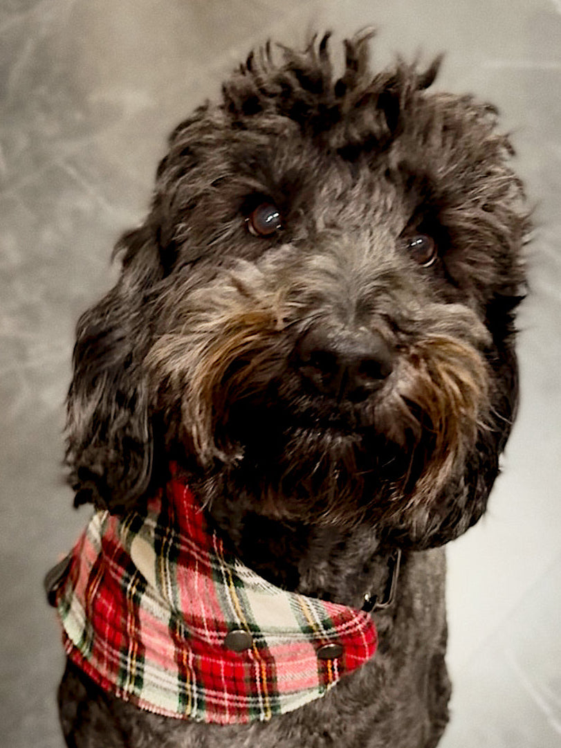 The Griswold Bandana